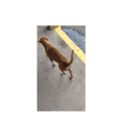 フィリピンの野良イッヌ-お母さん犬かな？（個別スタンプ：7）