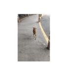 フィリピンの野良イッヌ-お母さん犬かな？（個別スタンプ：8）