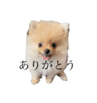 コタローくん。（個別スタンプ：1）