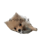 コタローくん。（個別スタンプ：3）