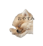 コタローくん。（個別スタンプ：5）