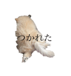 コタローくん。（個別スタンプ：9）