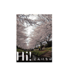風景写真でご挨拶(日本語と英語)（個別スタンプ：2）