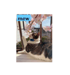 風景写真でご挨拶(日本語と英語)（個別スタンプ：4）