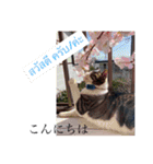 風景写真でご挨拶(タイ語と日本語)（個別スタンプ：4）