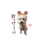 【第1弾】おもちの日常（個別スタンプ：3）