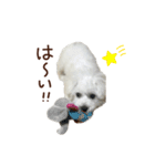 【第1弾】おもちの日常（個別スタンプ：4）