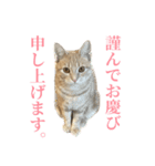 ろいちょのスタンプ2（個別スタンプ：7）