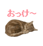 ろいちょのスタンプ2（個別スタンプ：9）