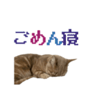 ろいちょのスタンプ2（個別スタンプ：21）