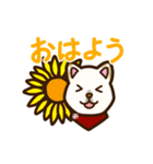 白柴犬ちびキャラ夏スタンプ（個別スタンプ：7）