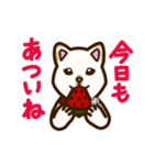 白柴犬ちびキャラ夏スタンプ（個別スタンプ：17）