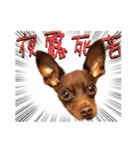 蘭丸先輩2（個別スタンプ：6）