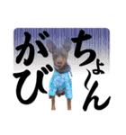 蘭丸先輩2（個別スタンプ：14）