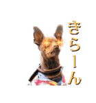 蘭丸先輩2（個別スタンプ：15）