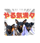 蘭丸先輩2（個別スタンプ：26）