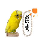 セキセイインコのピカ（個別スタンプ：1）