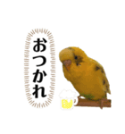 セキセイインコのピカ（個別スタンプ：3）