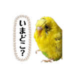 セキセイインコのピカ（個別スタンプ：5）