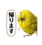 セキセイインコのピカ（個別スタンプ：8）