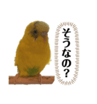 セキセイインコのピカ（個別スタンプ：10）