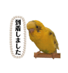 セキセイインコのピカ（個別スタンプ：12）