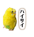 セキセイインコのピカ（個別スタンプ：13）