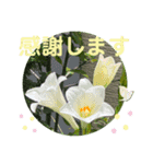 彩りお花スタンプ（個別スタンプ：1）