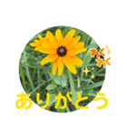彩りお花スタンプ（個別スタンプ：2）