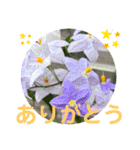彩りお花スタンプ（個別スタンプ：3）