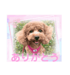 彩りお花スタンプ（個別スタンプ：4）