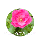 彩りお花スタンプ（個別スタンプ：5）