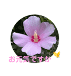 彩りお花スタンプ（個別スタンプ：7）