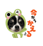 チロ坊1（個別スタンプ：5）