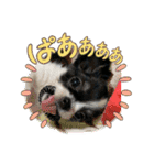 チロ坊1（個別スタンプ：8）