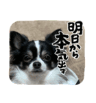 チロ坊1（個別スタンプ：11）