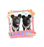 【甲斐犬の才蔵と小十郎】（個別スタンプ：33）