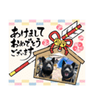 【甲斐犬の才蔵と小十郎】（個別スタンプ：38）