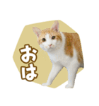 くつろぎ猫カフェnorara "ゆるふわ会話”（個別スタンプ：1）