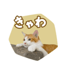 くつろぎ猫カフェnorara "ゆるふわ会話”（個別スタンプ：6）