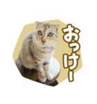 くつろぎ猫カフェnorara "ゆるふわ会話”（個別スタンプ：10）