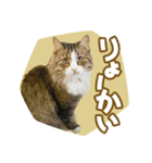 くつろぎ猫カフェnorara "ゆるふわ会話”（個別スタンプ：11）