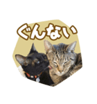 くつろぎ猫カフェnorara "ゆるふわ会話”（個別スタンプ：15）