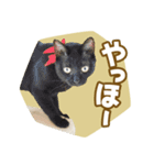 くつろぎ猫カフェnorara "ゆるふわ会話”（個別スタンプ：19）