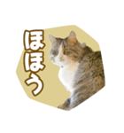 くつろぎ猫カフェnorara "ゆるふわ会話”（個別スタンプ：24）