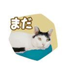 くつろぎ猫カフェnorara "ゆるふわ会話”（個別スタンプ：26）