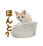 くつろぎ猫カフェnorara "ゆるふわ会話”（個別スタンプ：27）