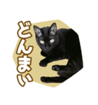 くつろぎ猫カフェnorara "ゆるふわ会話”（個別スタンプ：30）