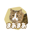 くつろぎ猫カフェnorara "ゆるふわ会話”（個別スタンプ：31）