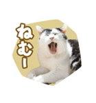 くつろぎ猫カフェnorara "ゆるふわ会話”（個別スタンプ：35）